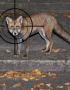 Londoners hire snipers to kill foxes in their gardens