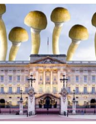 There are magic mushrooms growing in the grounds of Buckingham Palace