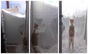 http://metro.co.uk/2015/02/05/snowed-in-cat-digs-hole-for-freedom-5051312/