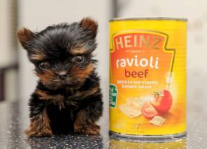 uk smallest dog